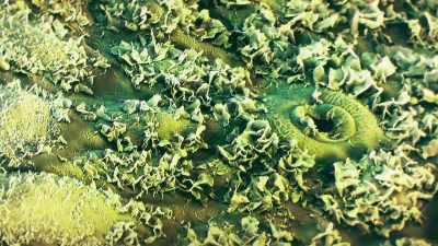 ..and release oxygen and
water vapour - The Green Planet