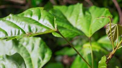 ..and they respond
to its signals - The Green Planet