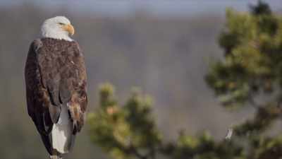 And resting comfortably
near the top - Yellowstone: One-Fifty