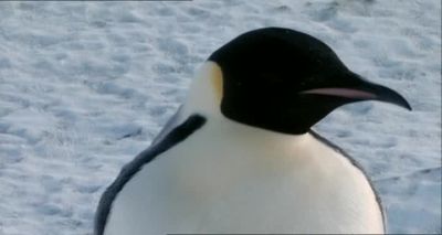 And say 'hey to my puddin' pop' - Farce of the Penguins