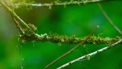 And scares off a predator
500 times her own size. - The Secret Lives of Animals