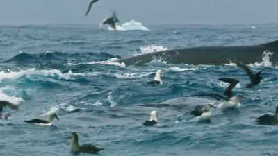 And scientists have discovered
that the Southern Ocean, - Seven Worlds, One Planet
