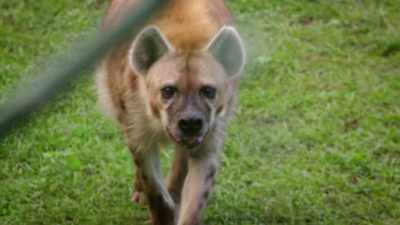 And Scooter is so smart
and so inquisitive. - Magic of Disney's Animal Kingdom