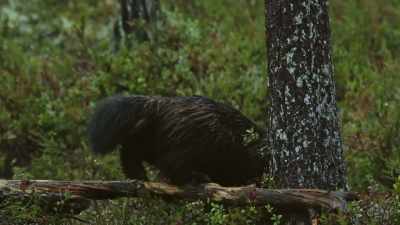 And his search for forest food
isn't restricted to the ground. - Wild Nordic