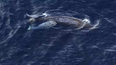 "And seeing how a baby eats
has been just as elusive." - Secrets of the Whales