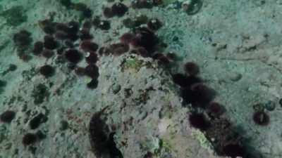And seeing this really strange thing. - My Octopus Teacher