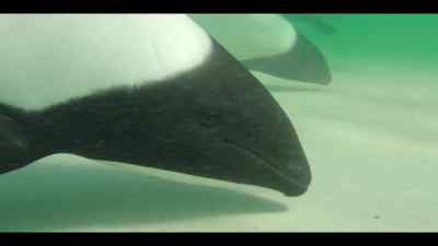 And this serves a greater purpose, - Our Oceans