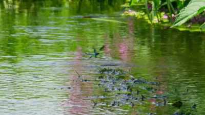 ..and settles on the water surface, - Wild Isles