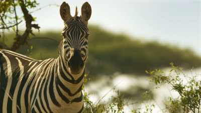 And Shani's decision
when to cross becomes harder. - Serengeti