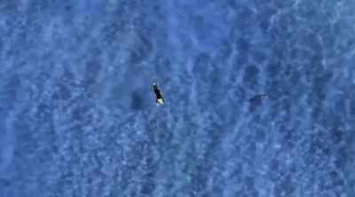 And sharks have been
seen checking out humans. - Shark Attack Files