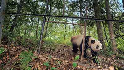 And if she ever
needs help again, - Pandas