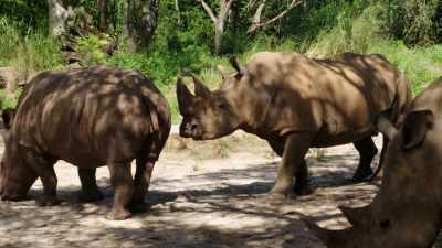 And she is showing interest in him, - Magic of Disney's Animal Kingdom