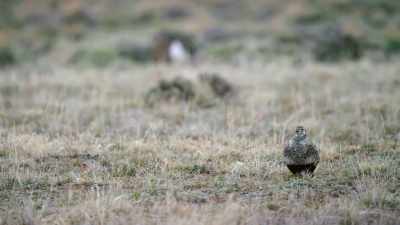 And she's not the only one
who hears it. - Epic Yellowstone