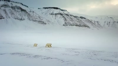 '..and she's had to hunt
for both of them. - A Year on Planet Earth