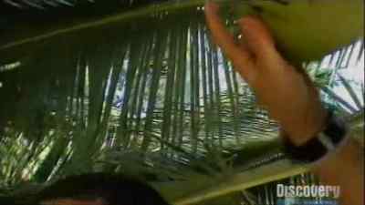 And should fall at any time. - Man vs. Wild