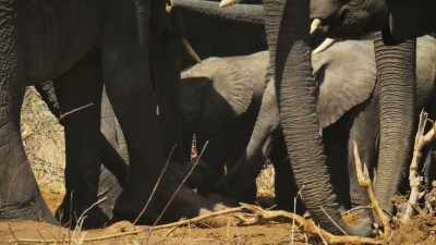 ...and show their excitement
by secreting pheromones - Super/Natural