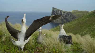 ..and shows off... - Frozen Planet II