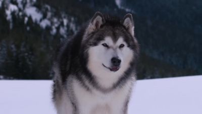 And six puppies become one - Snow Buddies