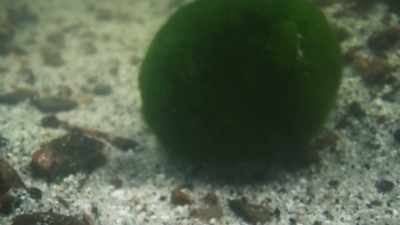 And, slowly, they travel
into deeper water. - The Green Planet