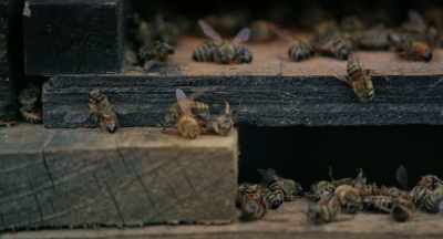 And so when agriculture
destroys the environment, - The Pollinators
