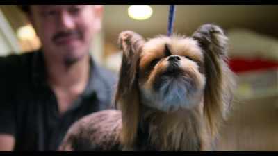 And so, at this competition, - Dogs