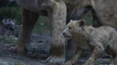 And so, from the ashes
of this tragedy... - The Lion King