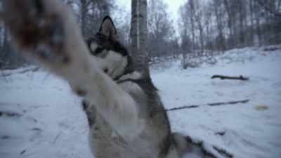 And so, it is an honor to work
with this indigenous breed for - Life Below Zero: Next Generation