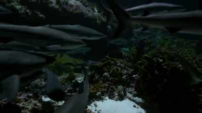 And while so many predators
may seem damaging, - Our Planet