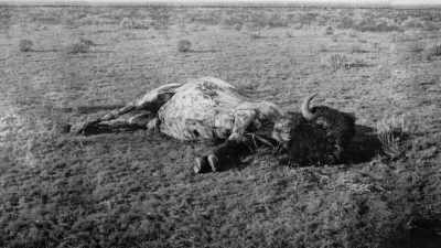 And so, on our lands - The American Buffalo