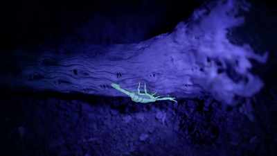 And so that scorpion may be very old. - United States of Animals