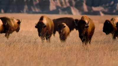 And, so, there was this
wonderful kind of dynamic - The American Buffalo