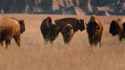 And, so,
there was this wonderful - The American Buffalo