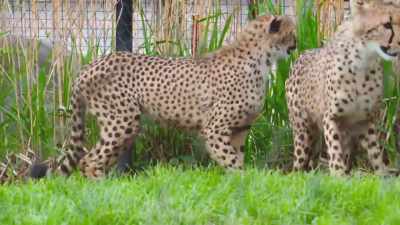 And so, these vaccinations are
very important to these animals. - Secrets of the Zoo