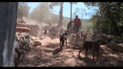 And so, with pride, we called it
El Territorio de Zaguates. - Dogs