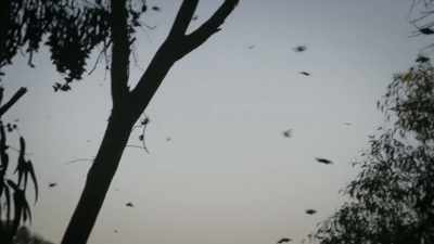 ...and soar with monarchs
on the California coast, - United States of Animals