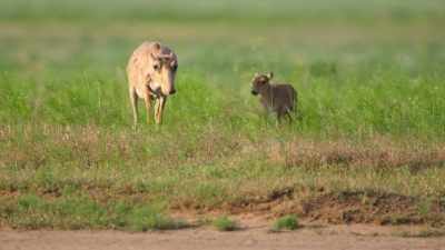 And some are still here. - Our Planet