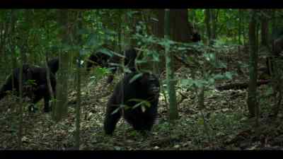 And some chimps - Chimp Empire