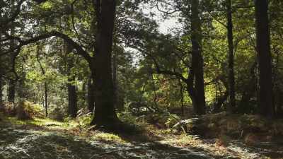 And some individuals
known as mother trees - The Green Planet