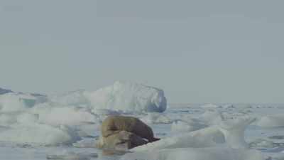 And some walrus pups are just too heavy. - Oceans: Our Blue Planet