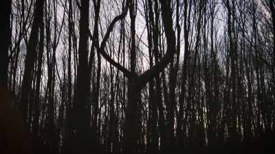 And sometimes it's
a growing tree - Secrets of the Sasquatch