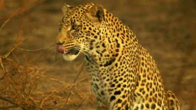 And soon, even the warthogs
won't be visiting. - Serengeti