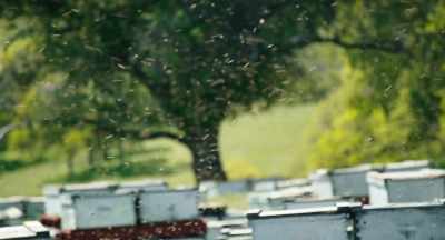 And sort of secondarily,
we can learn a good deal - The Pollinators