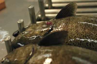 And we spawn the fish by
inserting
a needle into their body cavity - Artifishal