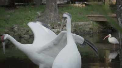And they spend their day
grooming and dancing to one another - United States of Animals