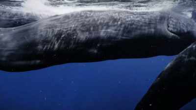 "And sperm whale Hope:
may she live up to her name." - Secrets of the Whales