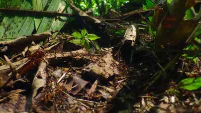 And spread out
into a column 20 meters wide - The Secret Lives of Animals