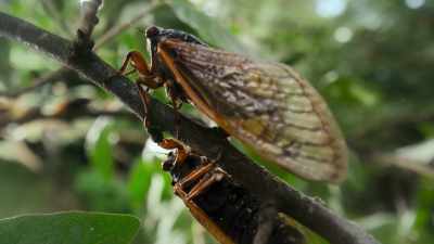and spread its spores - Super/Natural