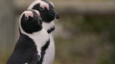 And standing around... - Penguin Town