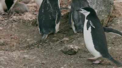 And suitable ones are precious. - Frozen Planet II