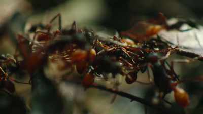 And support each other
to engineer living bridges - The Secret Lives of Animals